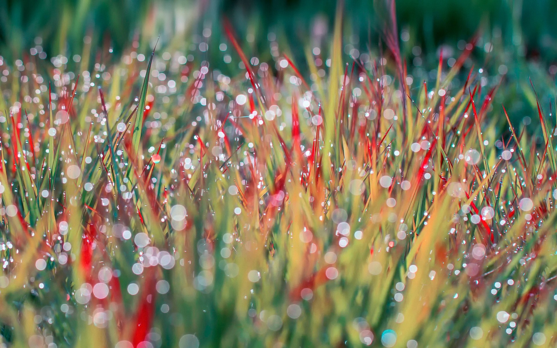 landscapes grass color nature flora garden summer outdoors bright close-up desktop drop hayfield rain field vibrant wet leaf lawn dew drops morning