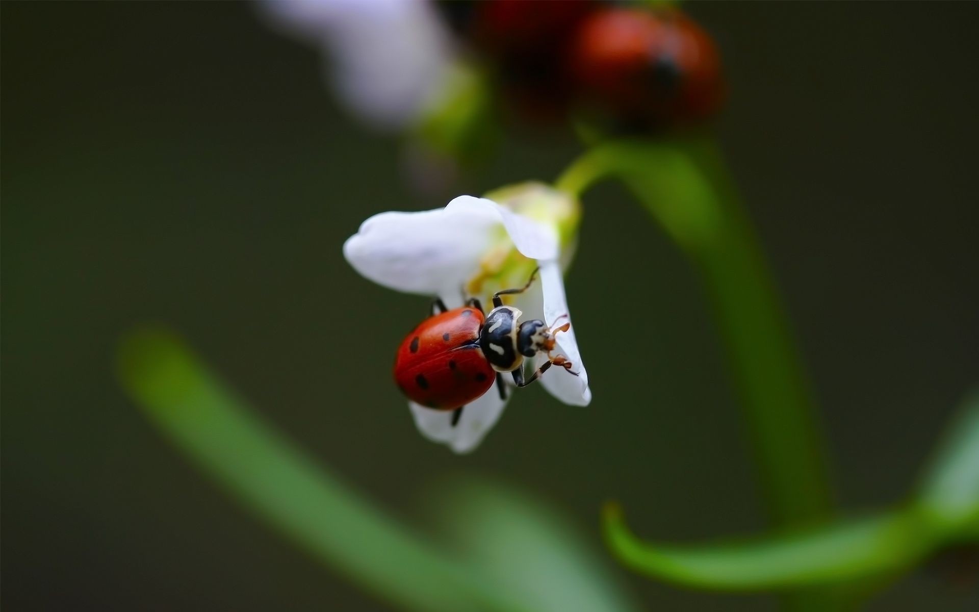 insects ladybug insect nature beetle leaf tiny outdoors growth summer flora flower biology