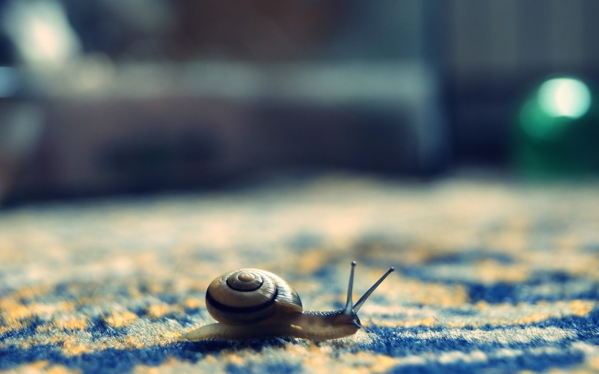 insectes plage flou réflexion mer eau nature océan escargot