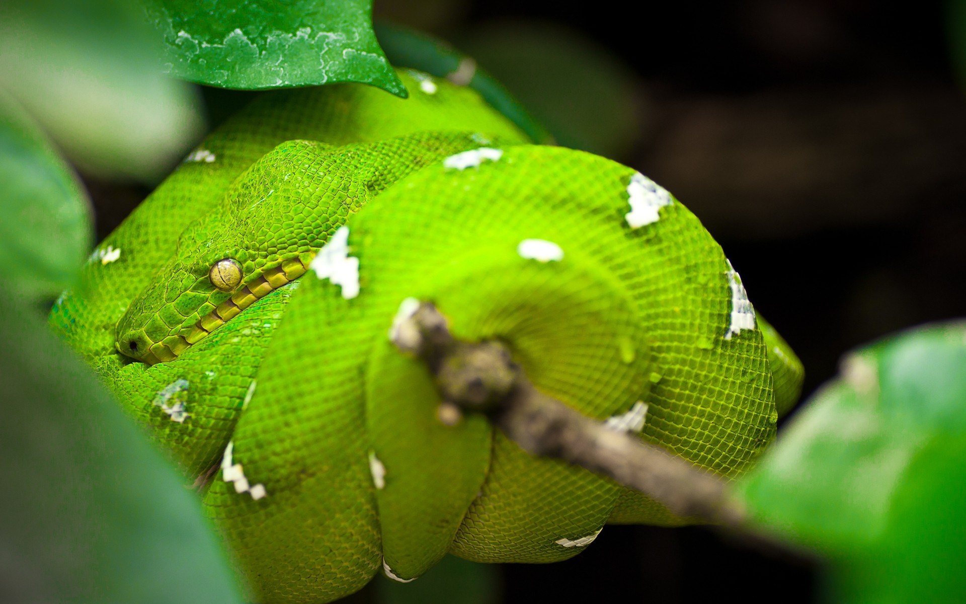 reptiles y ranas serpiente gazoo vida silvestre naturaleza pitón hoja animal viper boa veneno exótico lluvia biología medio ambiente serpiente verde serpiente de árbol verde