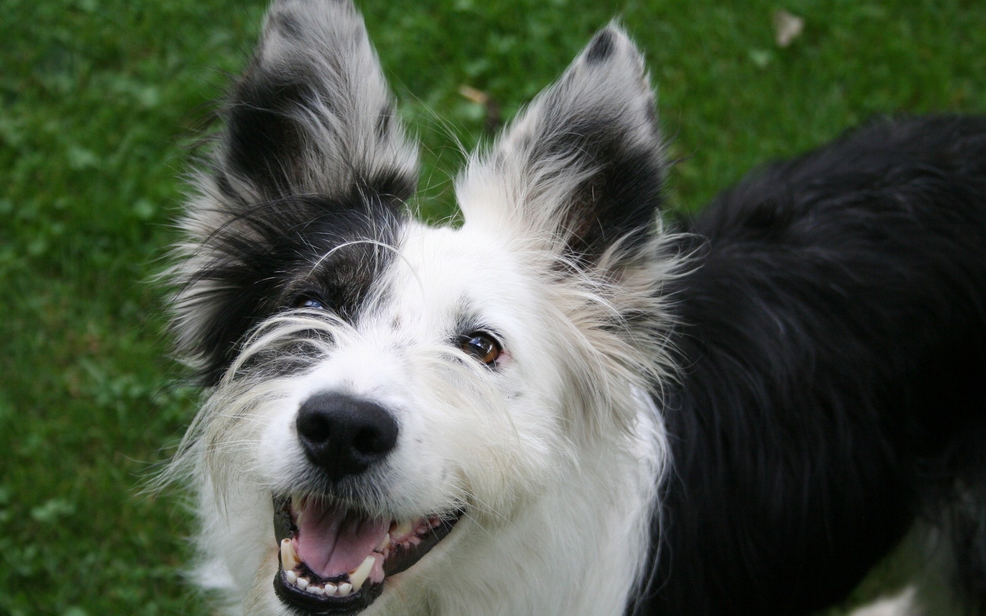 dogs dog canine mammal pet animal cute portrait puppy fur sheepdog collie breed domestic looking little