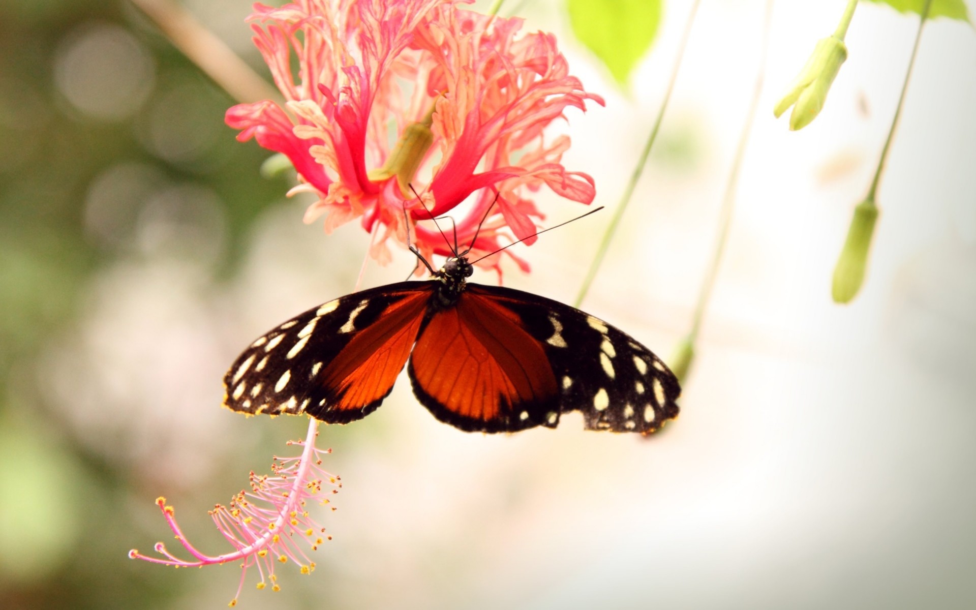 insekten schmetterling natur insekt blume sommer flora blatt im freien garten schön sanft hell farbe schließen flügel