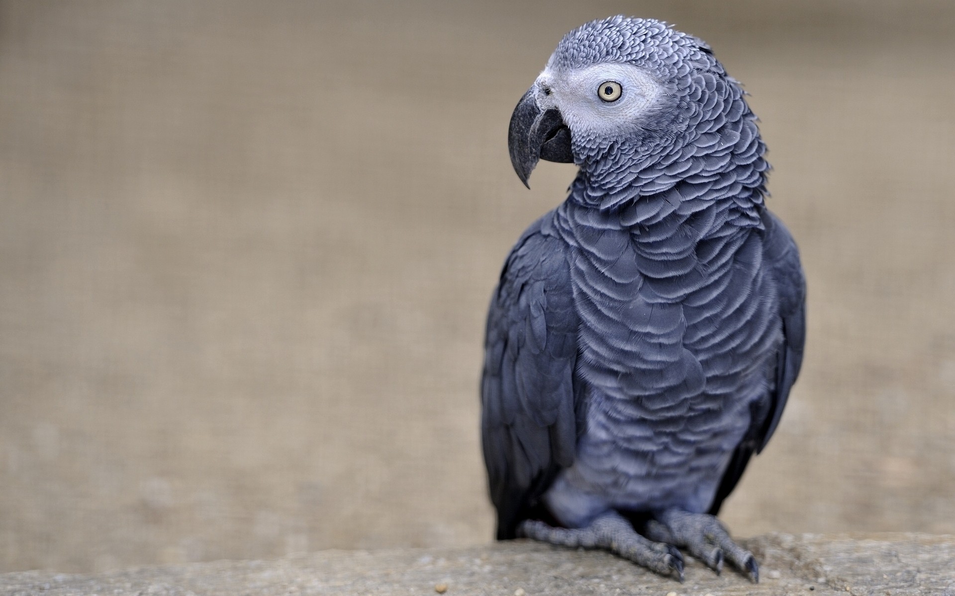 papagei vogel tierwelt tier natur wild feder schnabel