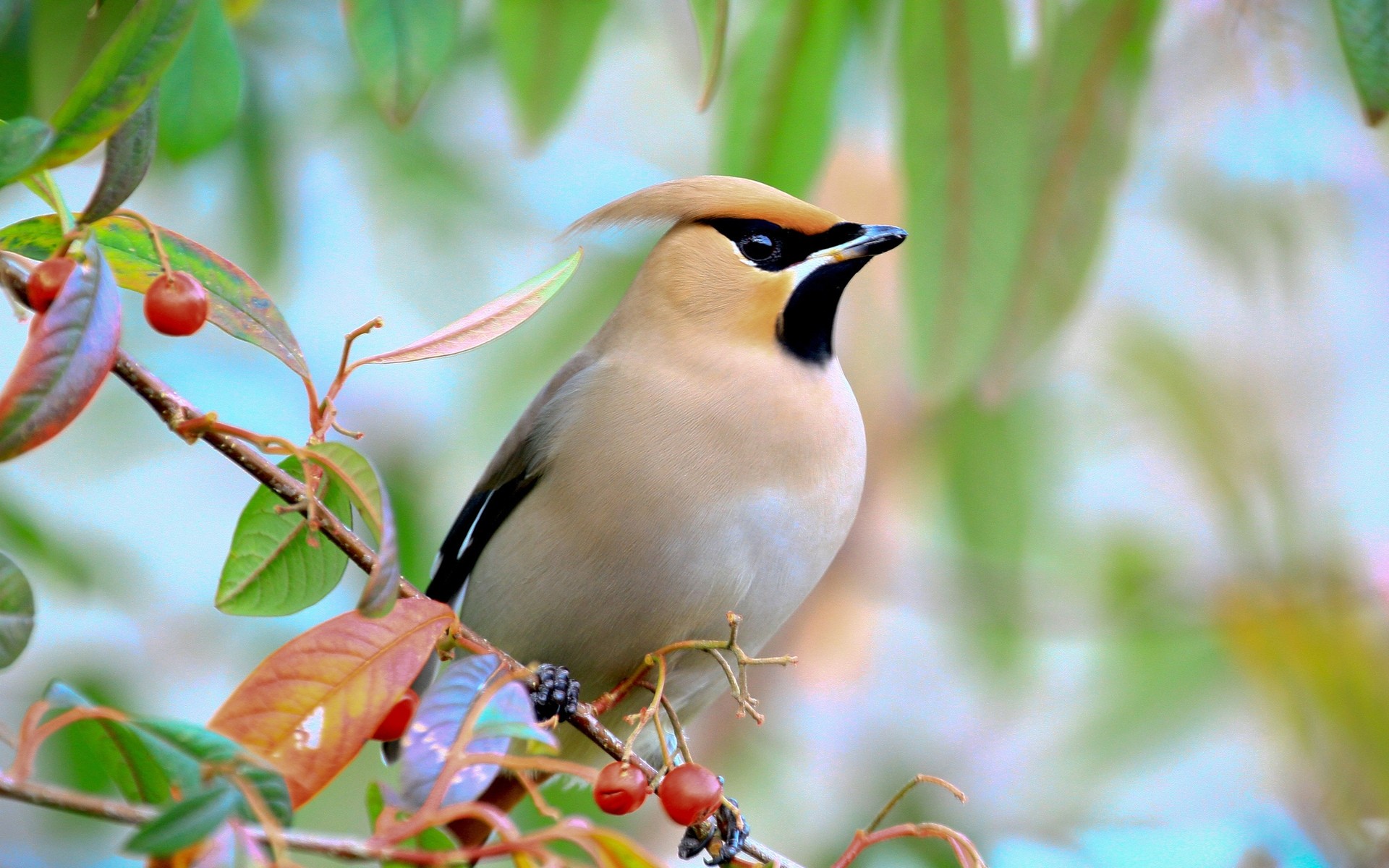 aves pássaro vida selvagem natureza ao ar livre folha árvore selvagem ramo bagas