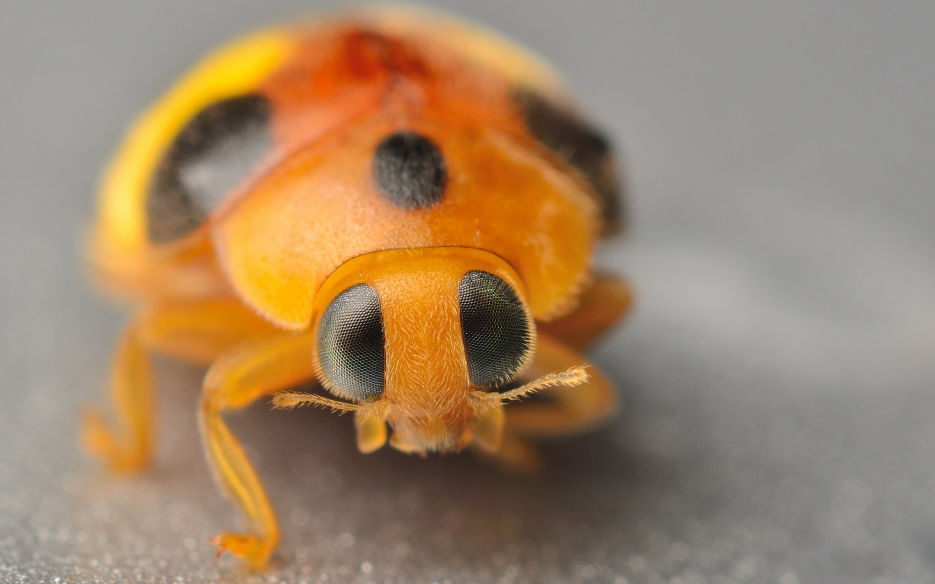 insetti natura poco uno coccinella macro