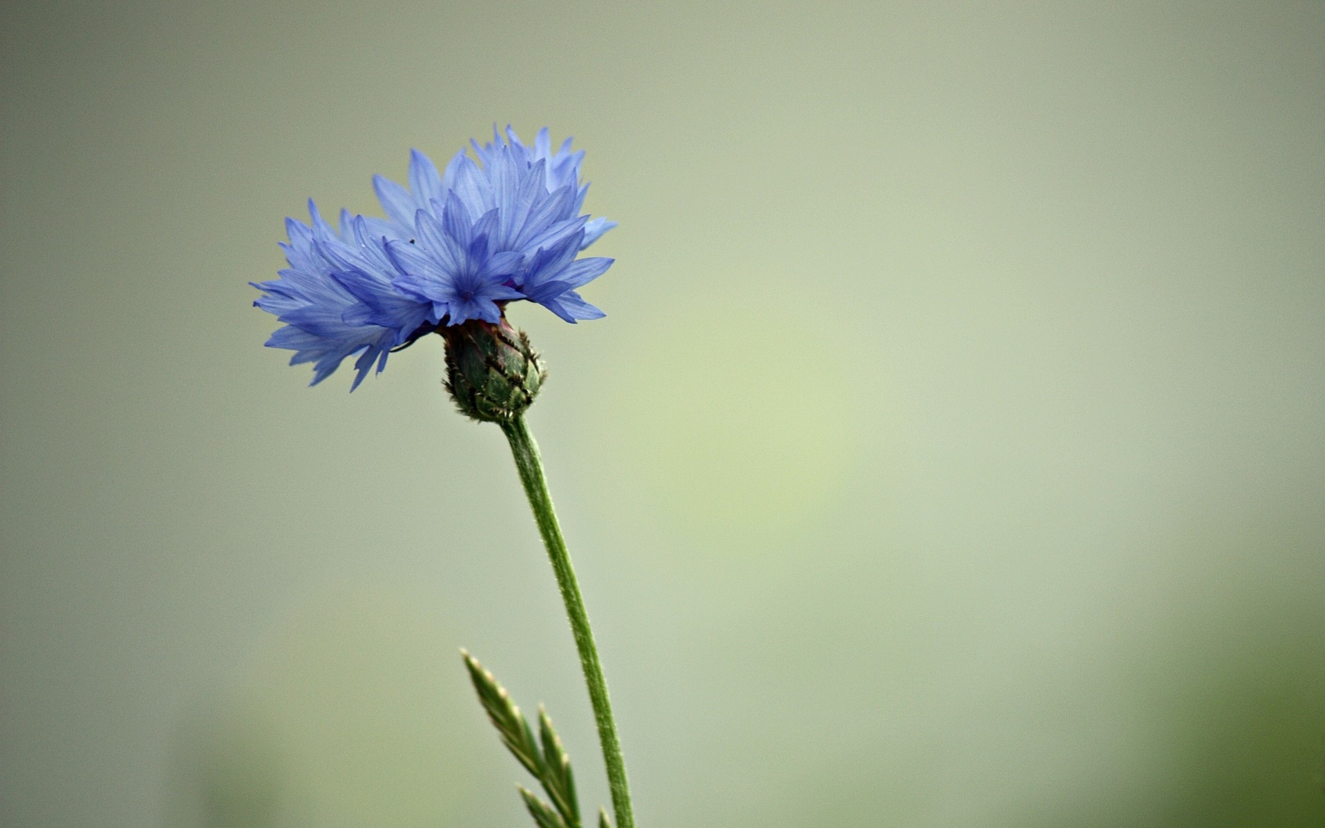 花 花 自然 叶 夏天 植物 颜色 明亮 生长