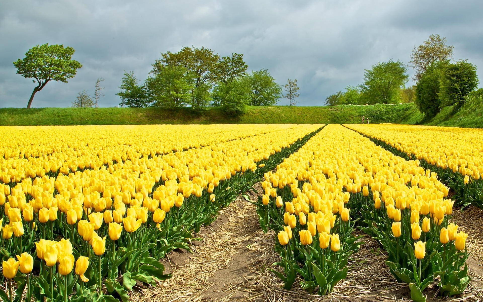 flores campo naturaleza agricultura flor flora verano granja jardín temporada hierba crecimiento rural heno al aire libre hoja tulipán buen tiempo floral brillante tulipanes tulipanes amarillos