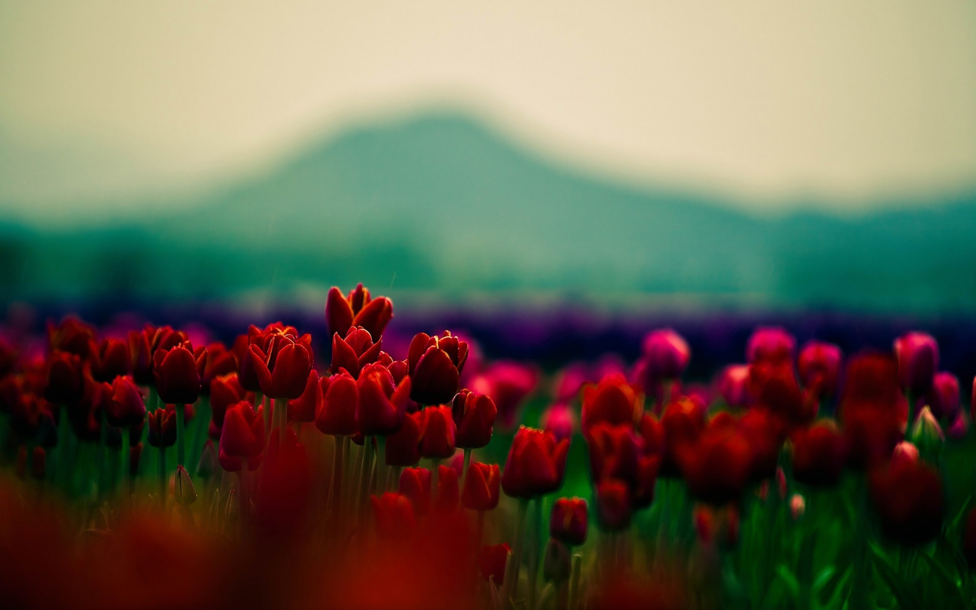 flowers nature blur flower sun field tulip grass garden summer outdoors color fair weather bright leaf easter tulips red tulips landscape