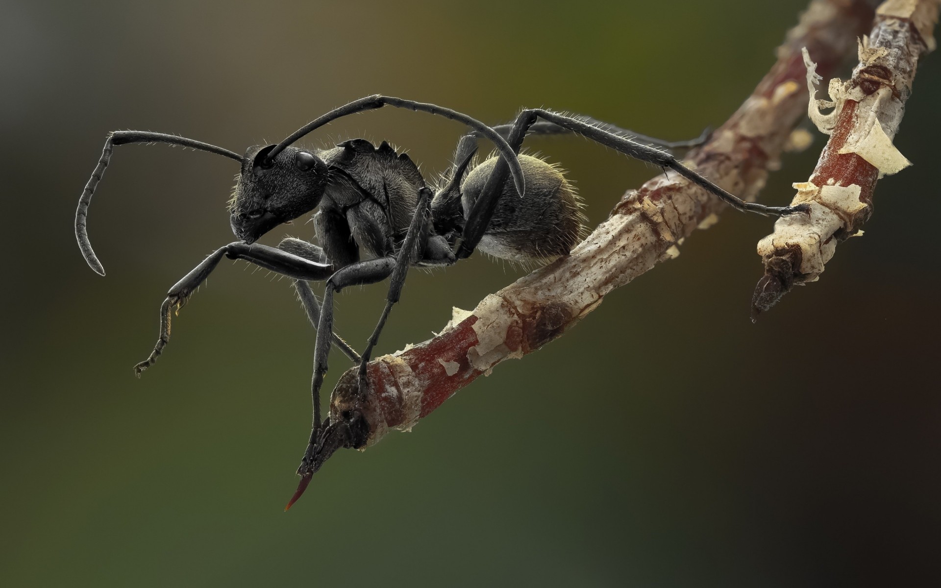 owady owad bezkręgowce dzikie natura zwierzę na zewnątrz zbliżenie dziki mało ant makro