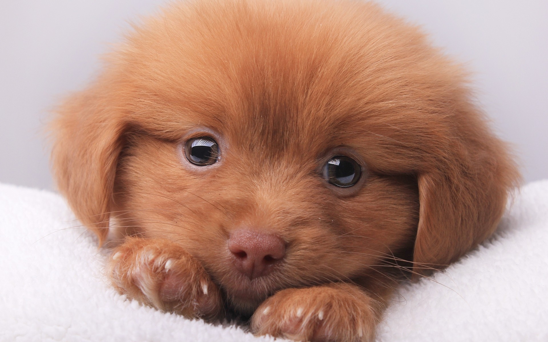 dogs mammal dog cute canine puppy pet fur little portrait downy one animal funny breed looking adorable studio brown puppy