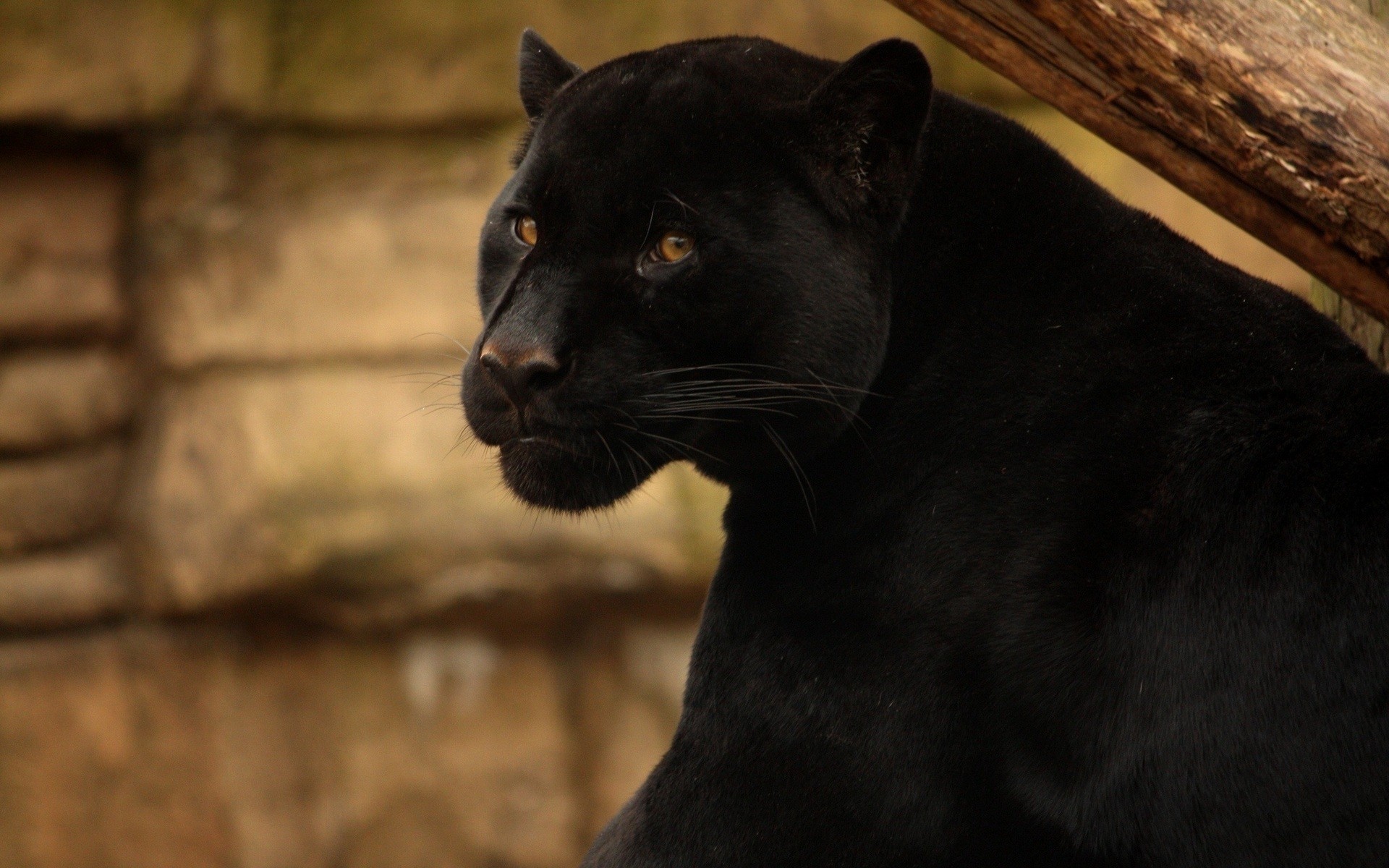 animales mamífero retrato gato animal solo zoológico ver ojo pantera negra gato salvaje