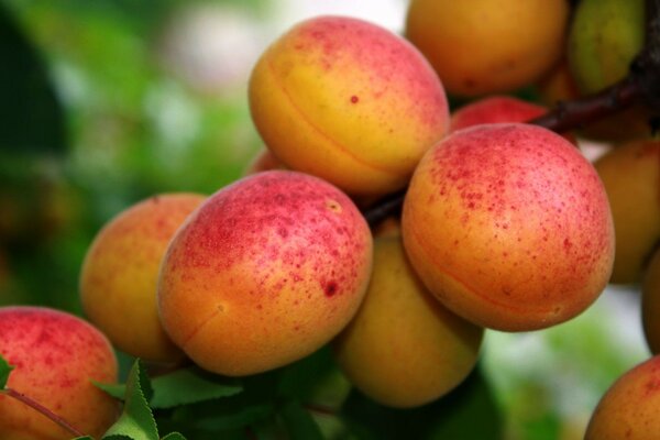 Frutas suculentas no ramo estão maduras