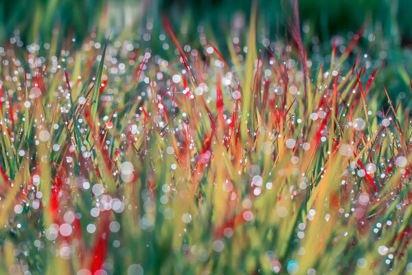 Dew drops on alien grass