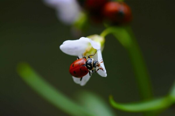 Beyaz çiçek üzerinde uğur böceği