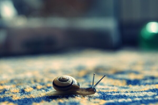 A small snail crawls on the beach