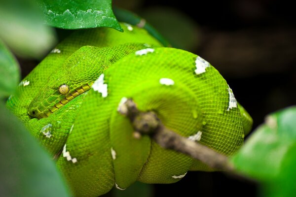 Grünes großes Reptil in einem Gewirr