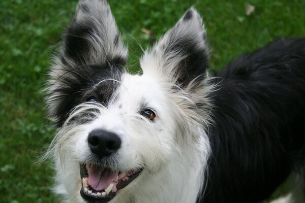 Perro blanco y negro con orejas erguidas sonríe y muestra dientes