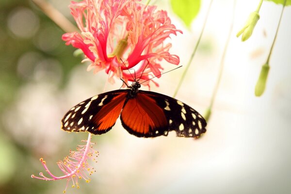 Nature flower insect butterfly