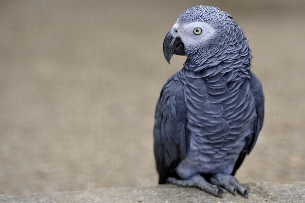 A parrot of a beautiful shade was thinking about something