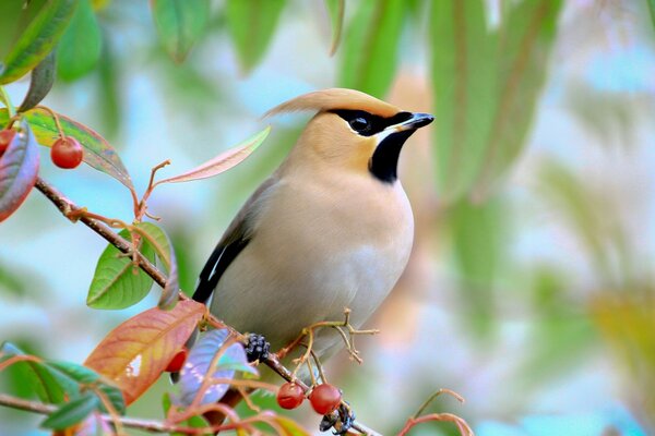 A beautiful bird on a tree branch