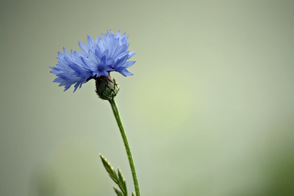 Fleur bleue sur une longue tige