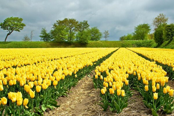 El campo de flores es muy hermoso