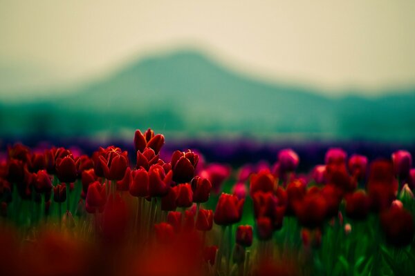Blurred landscape with red flowers in the sun