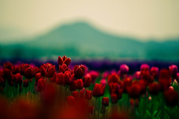 Paysage flou avec des fleurs rouges au soleil