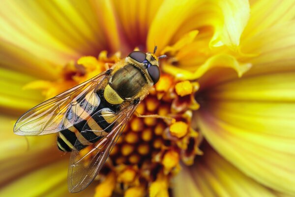 L ape si siede su un fiore giallo