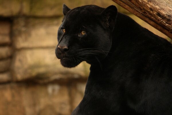 Schöne schwarze Katze schaut in den Rahmen