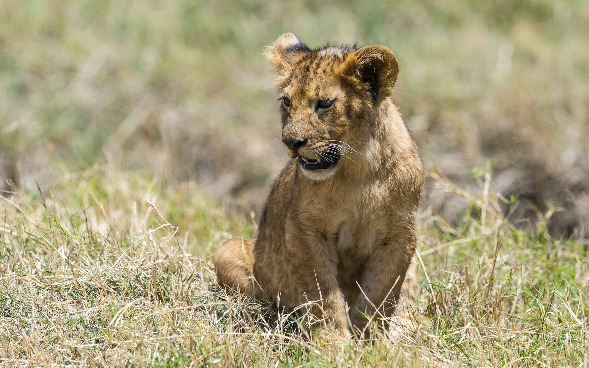 animali fauna selvatica mammifero gatto animale erba selvaggio leone natura predatore safari mangiatore di carne carino cucciolo di lupo