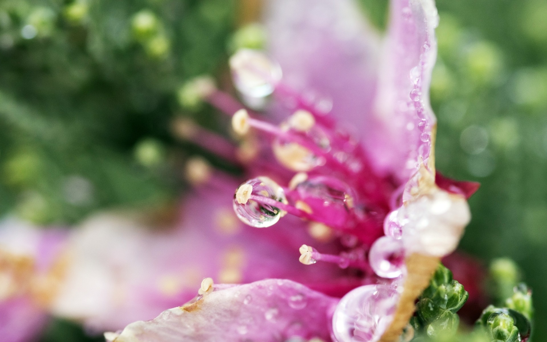 blumen blume natur garten flora blatt sommer blumen blühen schließen farbe blütenblatt im freien hell schön wachstum frische rose jahreszeit botanisch