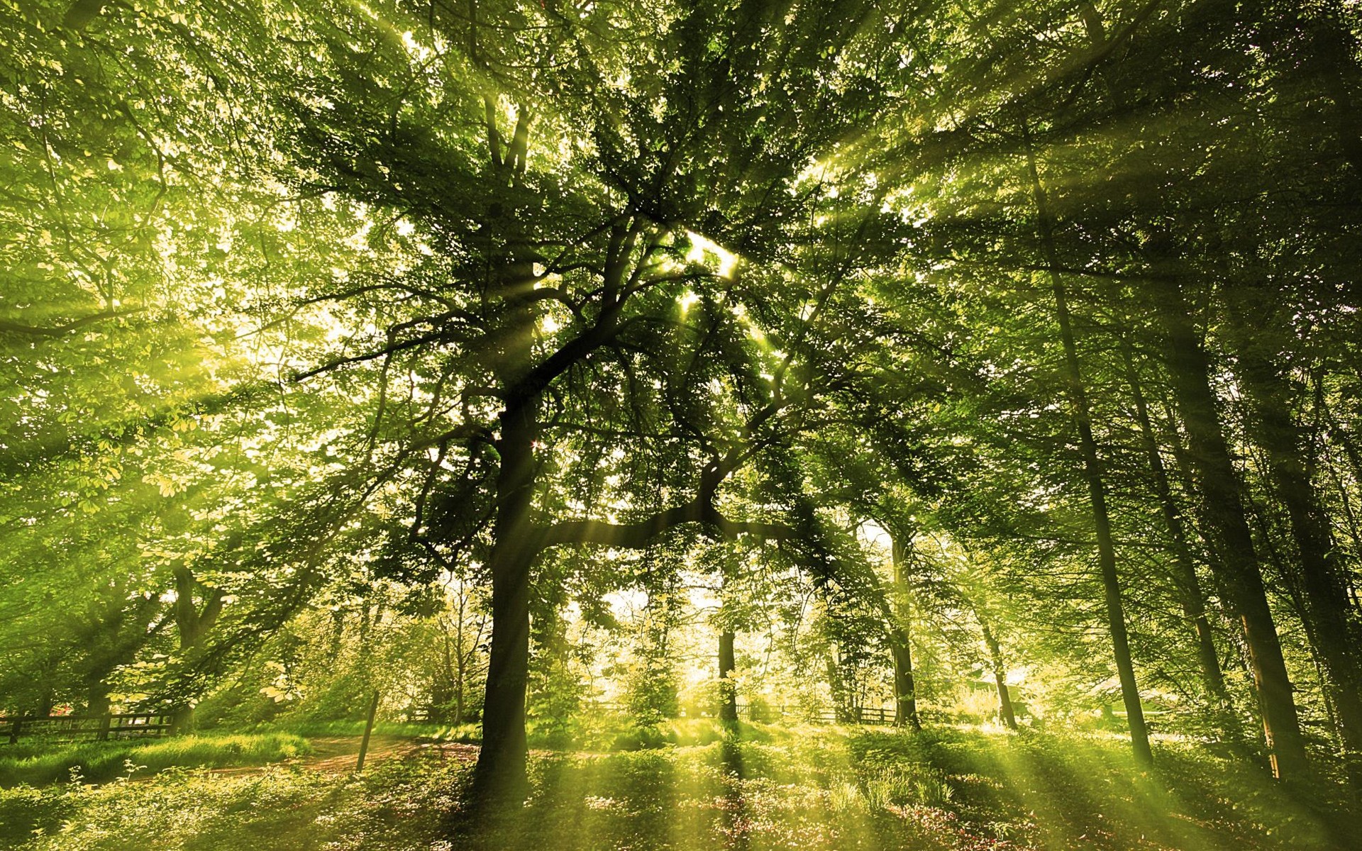 landscapes wood nature leaf landscape tree fair weather sun sunbeam dawn park mist lush fog branch bright environment trunk growth outdoors forest trees