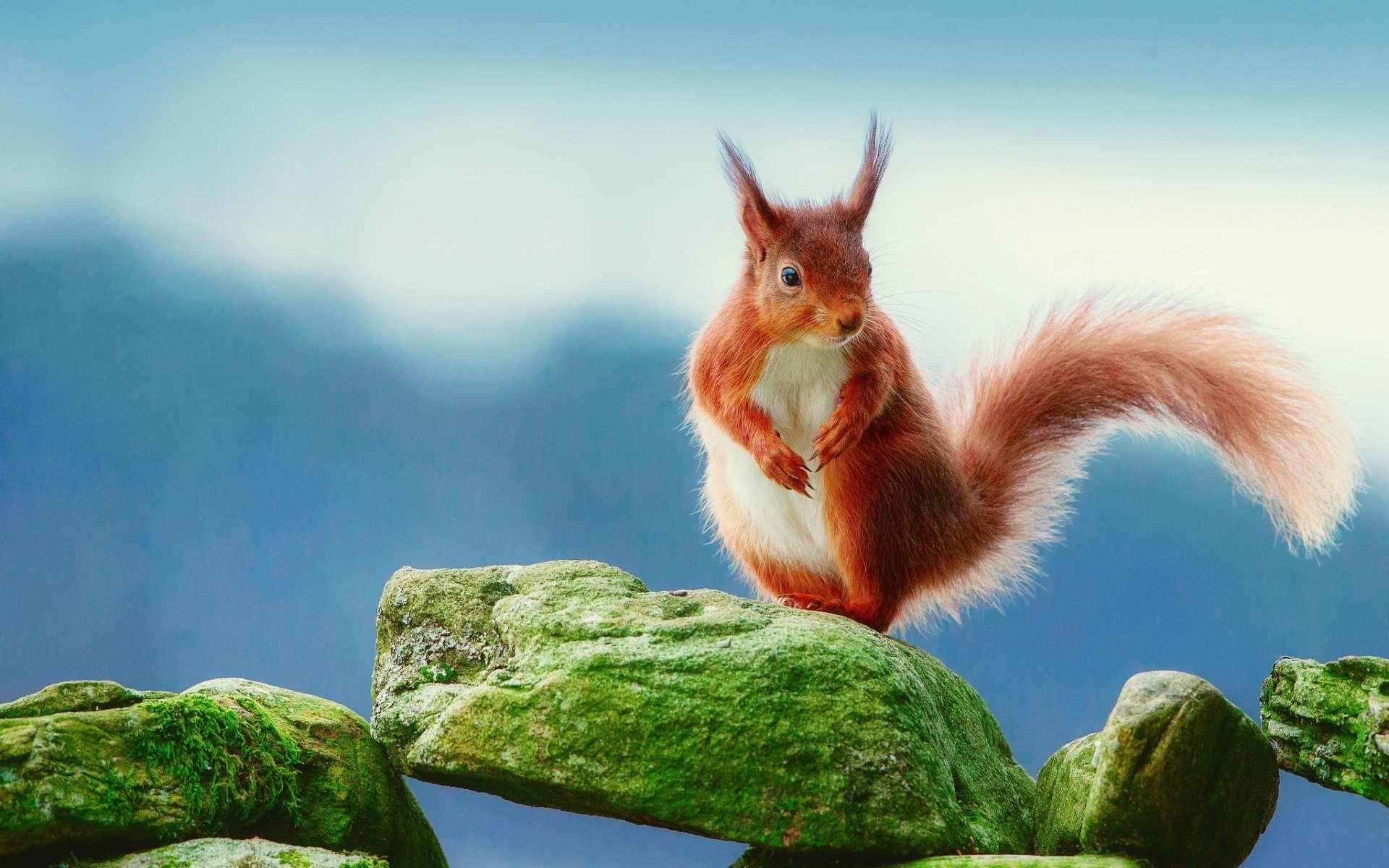 animais natureza ao ar livre verão esquilo