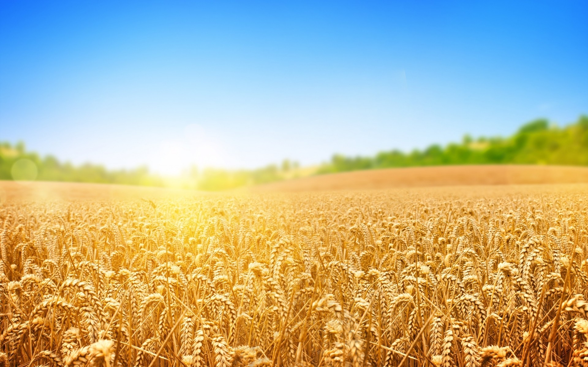 paysage blé céréales pain rural maïs pâturage seigle paille champ récolte campagne ferme terres agricoles agriculture orge croissance semences soleil or