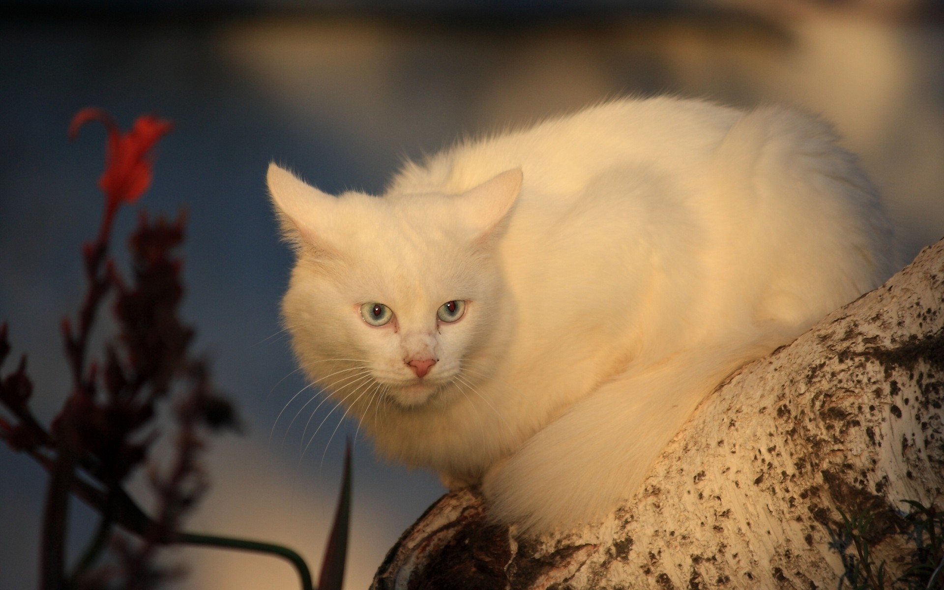 koty kot zwierzę portret śliczne ssak oko kotek pet