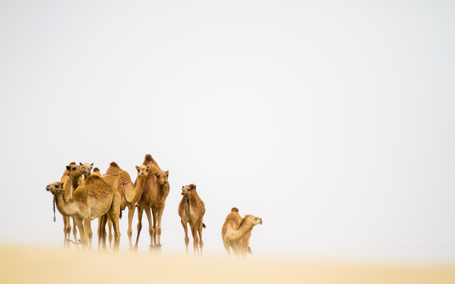 animali mammifero cammello deserto animale cammelli