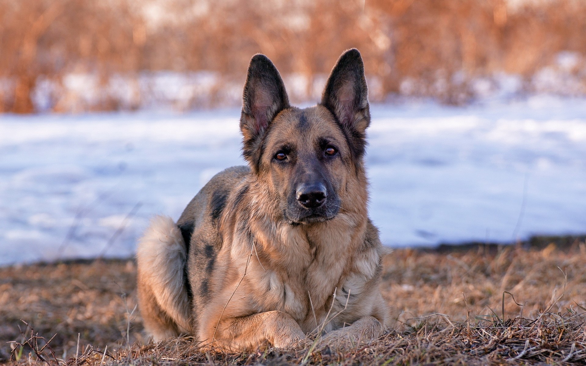 cães cão cinegrafista natureza mamífero ao ar livre animal de estimação animal de estimação fofa grama retrato