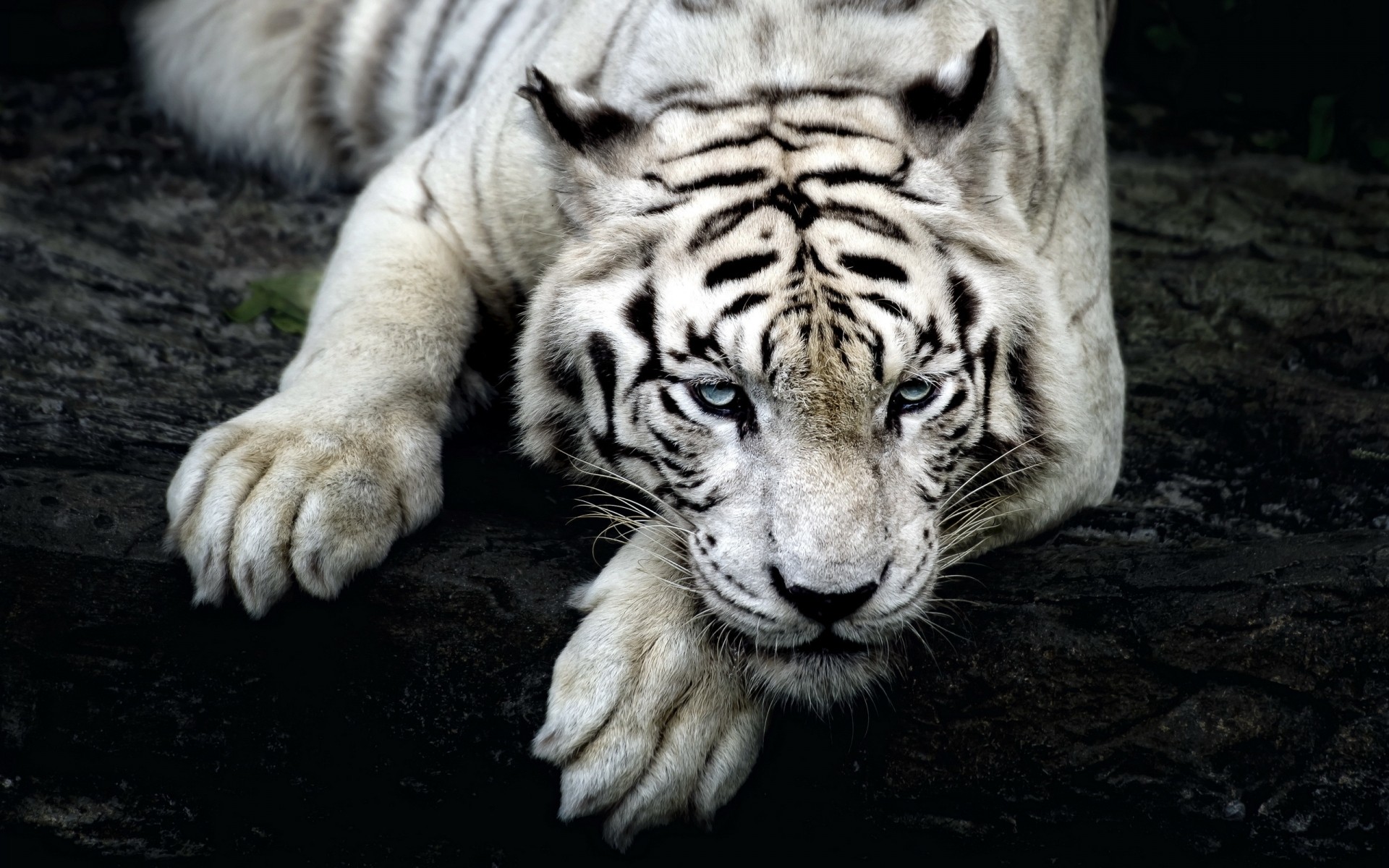 animais mamífero gato vida selvagem tigre jardim zoológico predador animal pele comedor de carne caçador selvagem grande selva perigo natureza caça agressão retrato safari listra tigre branco