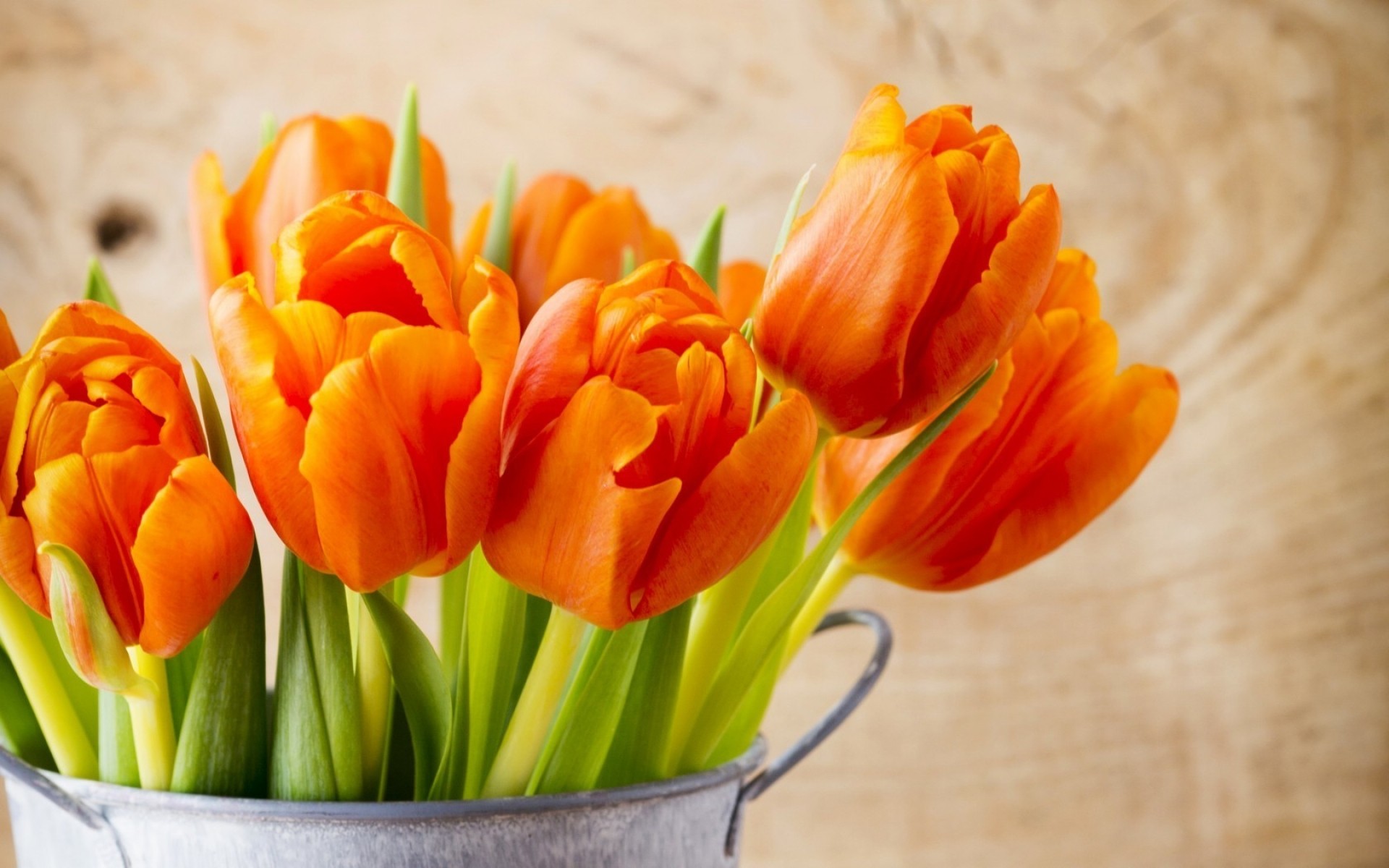 flowers tulip nature easter flower bright leaf bouquet color summer garden flora floral orange tulips spring flowers tulips