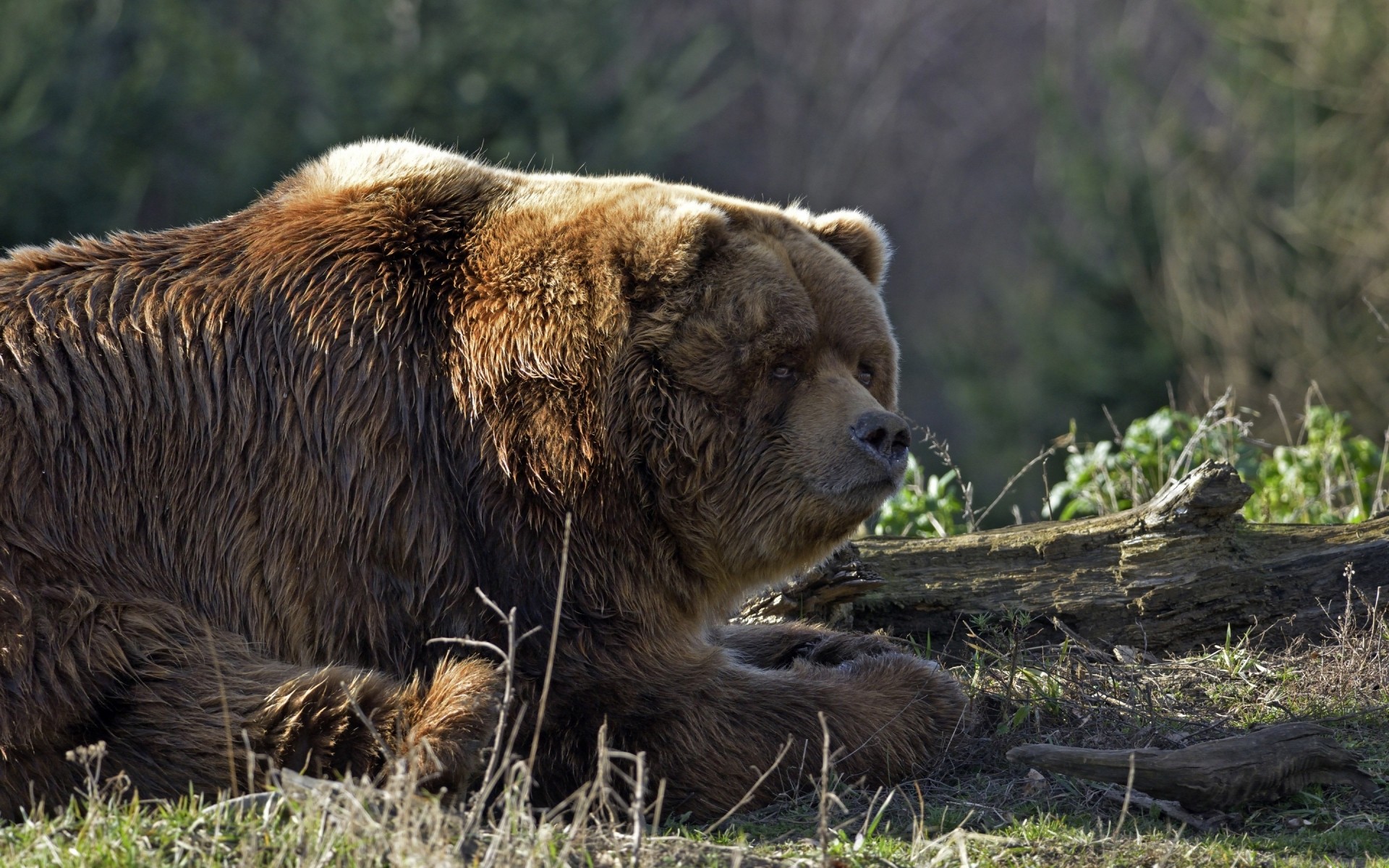 animals mammal wildlife nature wild animal fur predator grizzly park outdoors big grass carnivore zoo large danger bear brown bear