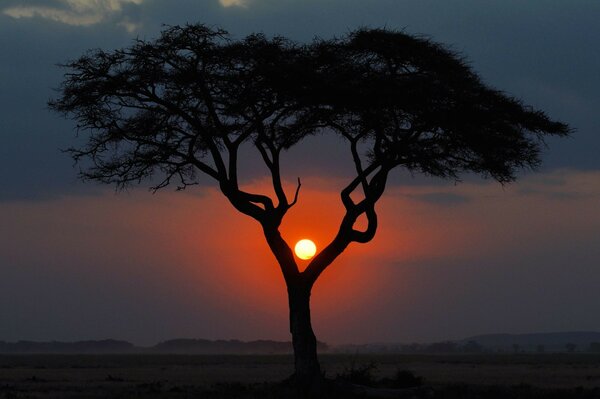 Landscape the sun hides behind a tree