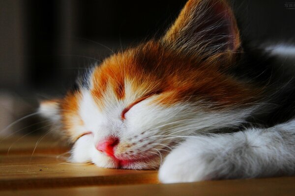 Chaton pour les yeux dort au soleil