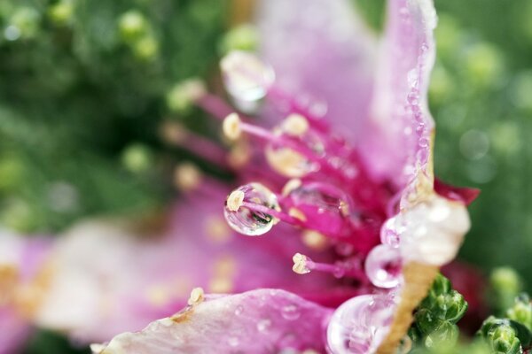 Dew on flowers in a close-up macro shot