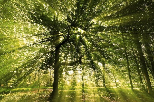 Landscape light bright through the leaves of trees