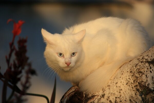 A white fluffy cat is sitting on a tree