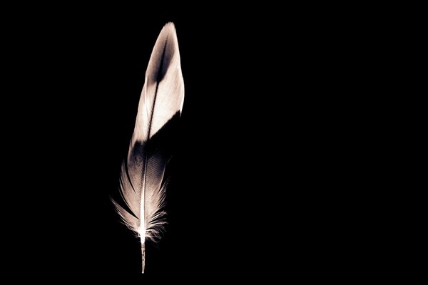 Zdjęcie czarno-białego pióra ptaka w minimalistycznym stylu