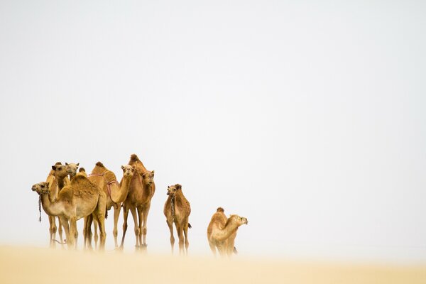 The movement of camels in the desert