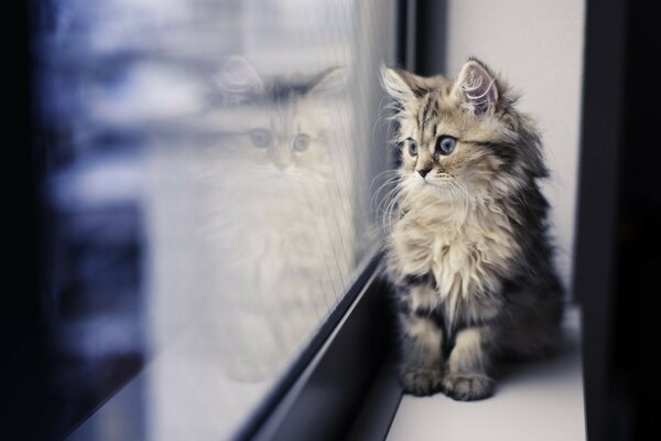 Fluffy striped kitten looks out the window