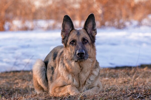 Foto di mammifero cane pastore tedesco